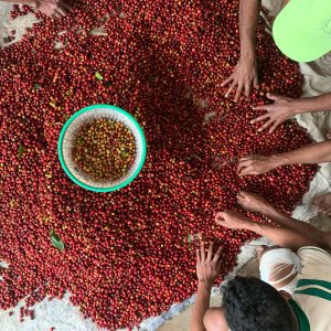 Tuang-Coffee-Coffee-Cherries-Sorting-2-300x300